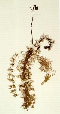 Blütenpflanze aus dem Leiner-Herbarium Blütenpflanze aus dem Leiner-Herbarium