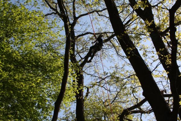 Baumpfleger hoch oben in einem Baum