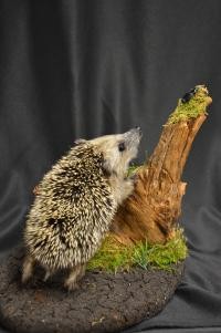 Ein kleiner Igel reckt sich nach einem Käfer. © Bodensee-Naturmuseum